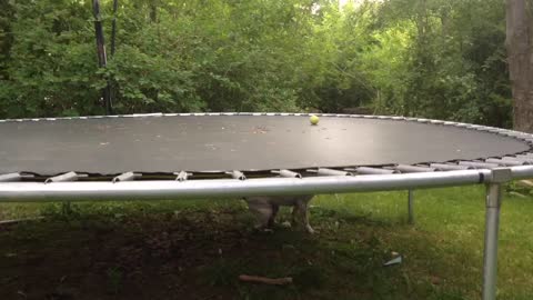 Dog creatively gets ball off of trampoline