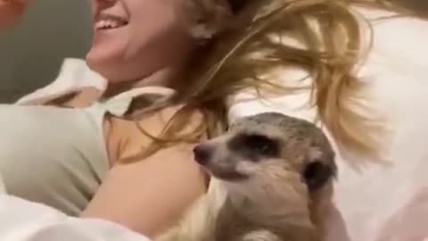 Tiny sleepy meerkat