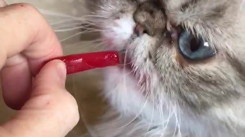 Fluffy cat eating red jolly rancher
