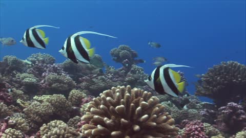 Tropical Fish Banner Fish on Coral Reef 2