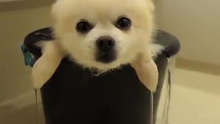 Pomeranian Almost Falls Asleep During Relaxing Bath Time
