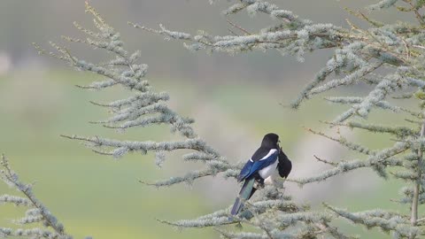 Elster Bird - Behavior of animals