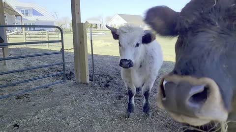 Beautiful Cows have cute and sweet reactions to the latest sunctuary arrival