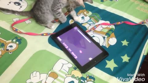 cat play game!