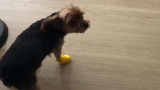 Putting Boots on Puppy