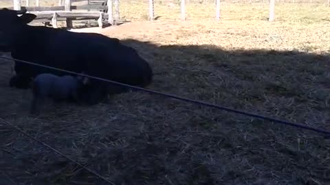 Have you ever seen a pig suckling on a cow? here you will see for the first time