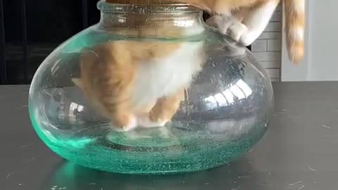 the cat likes to be in the place of the fish