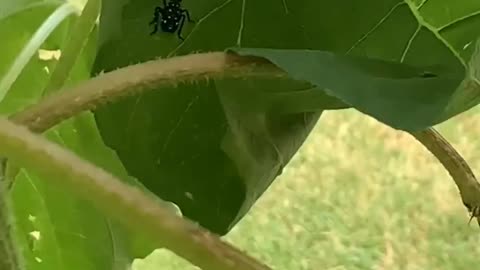 Praying mantis vs spotted lantern fly