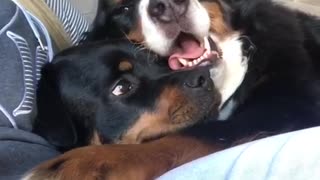 Cranky Rottweiler gets squished by Bernese Mountain Dog