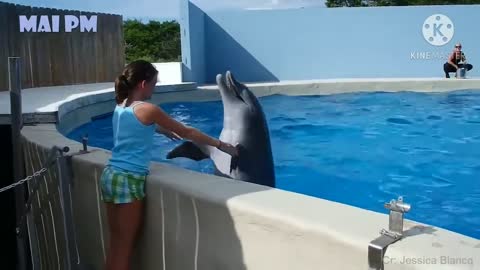 Amazing Dolphin Display