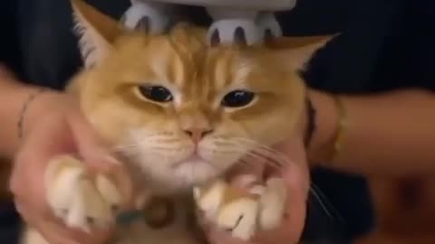Cat getting message
