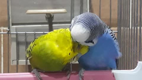 Beautiful Parakeets