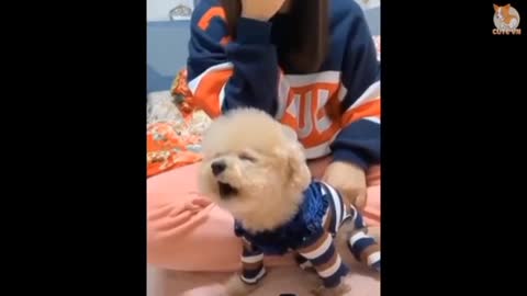 Funny dogs,puppy,cute dog,cute puppies, beautiful baby of puppy