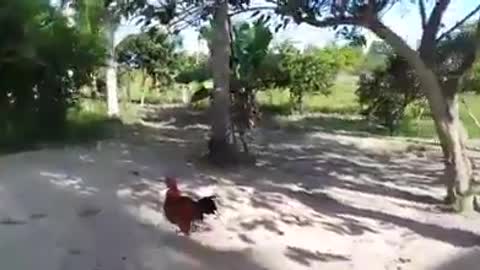 fight between a cock and a dog