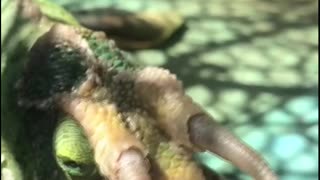 Closeup of Chameleon Snack Time