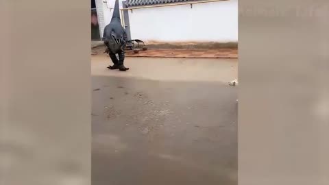 Dog Gets Scared With Dinosaur
