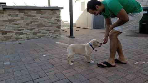 Labrador Puppy Learning and Performing Training Commands |Dog Showing All Training Skills