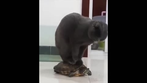 Turtle Taxi