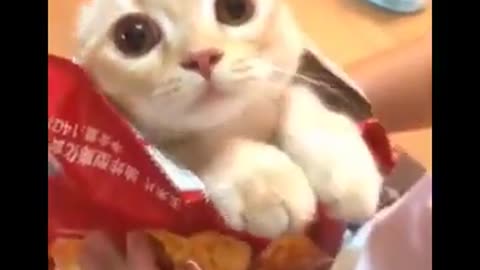 Cute cat in a snack packet 😂