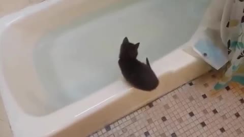 Kitty jumps in bath tub 😂😂