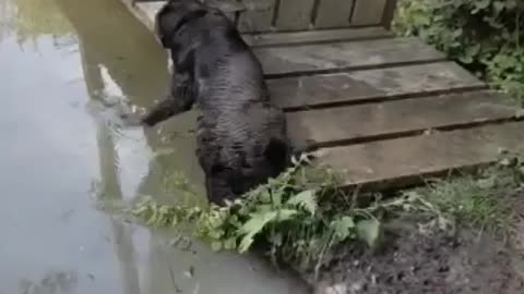 dog swims in the pond and retrieves