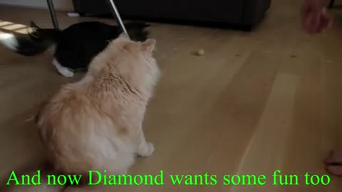 Amazing free cat toy - Siberian cat approved [DIY]