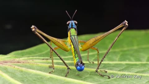 Colorful Monkey Grasshopper from the Amazon rainforest of Ecuador