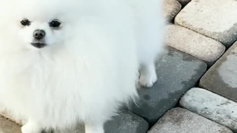 See how beautifull is this dog | cutest dog ever | cute dog | funny dogs voice