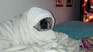 Dog sleeps wrapped tight under covers