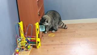High-spirited raccoon plays with his toys like a child
