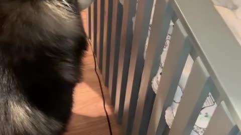 My dog ​​sees my new baby for the first time