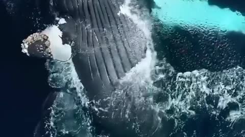 Fabulosos World - I love whales!
