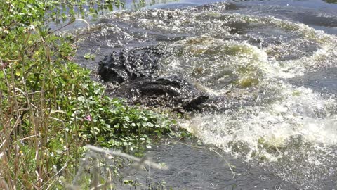 Large american alligator missed a fish