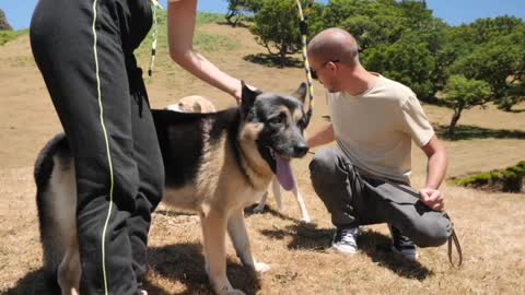 Nice dog in the desert.