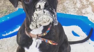 Collab copyright protection - black puppy guilty face sand pit