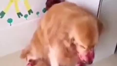 funny dogs# dogs video# all dogs video#