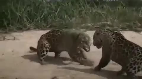 Tiger vs Tiger