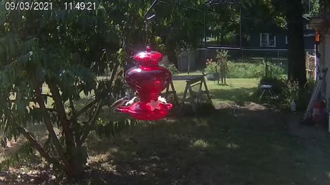 Hummingbird Action