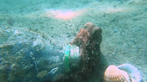 Octopus Makes It Home in a Plastic Bottle