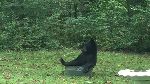 A Black Bear Relaxes in a Tub of Water