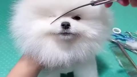 Cute dog intrest video