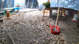 Time Lapse of Chickens in their Run after First Rain Full Day