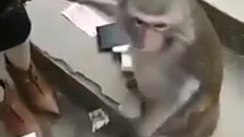 Lady gets stopped at Monkey Check Point - this will make you laugh!!!