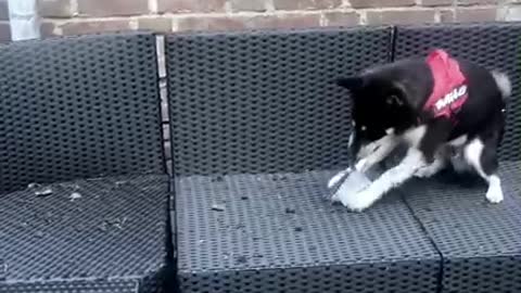 Shiba Inu performs quality control inspection for outdoor furniture