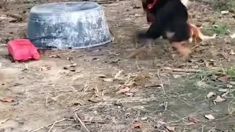 Dog vs foul