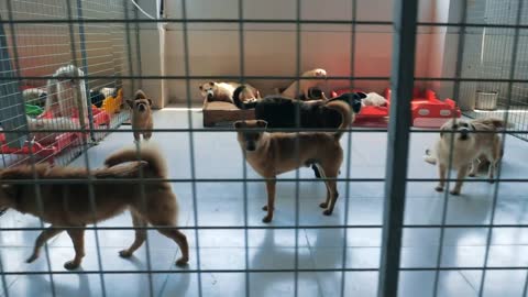 Gimbal steadicam shot of sad dogs in shelter behind fence waiting to be rescued