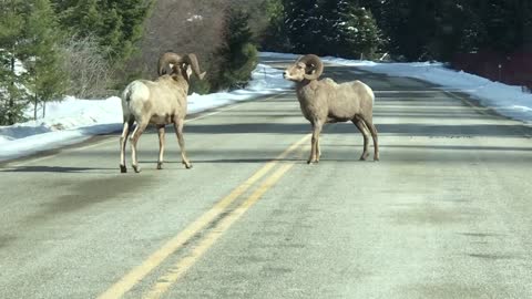 Bighorn Sheep Showdown in the Street