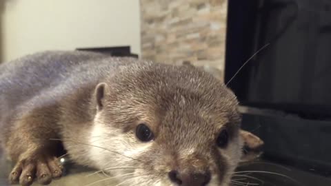 Eyes meet with otter