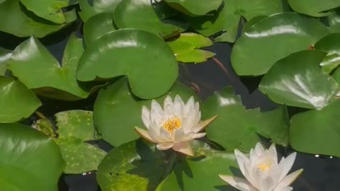 Beautiful flowers on water