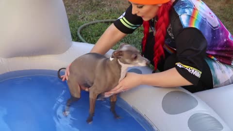 Doggie Pool Party!